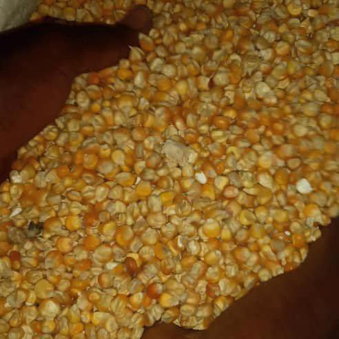 Product image - Origin :Benin 
New crop :2021-2022 
Purity: 98% 
Moisture: 10% max
Foreign matter :2% 
Oil content: 18% 
Protein:36%
.......................
White and Yellow Corn/Maize GRADE 1 
1)Admixture: 2.5%Max
(2)Protein: 8%Min
(3)Broken seeds: 2% Max
(4)Total damaged kernels include heat damaged:4% Max
(5)Aflatoxin: 30PPB Max
(6)Moisture: 14% Max
(7)Foreign Materials: 1% Max
(8)Heat damaged kernels: 0.1% Max
